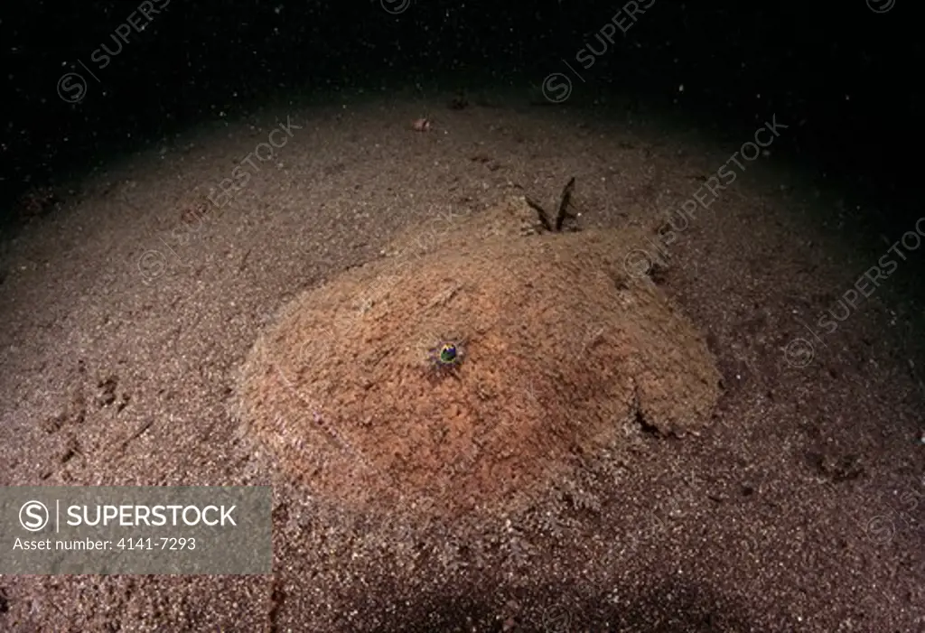 blackmouth angler lophiomus setigerus young adult on sea bed. 25cms long & at a depth of 21m. osezaki, shizuoka, japan. 