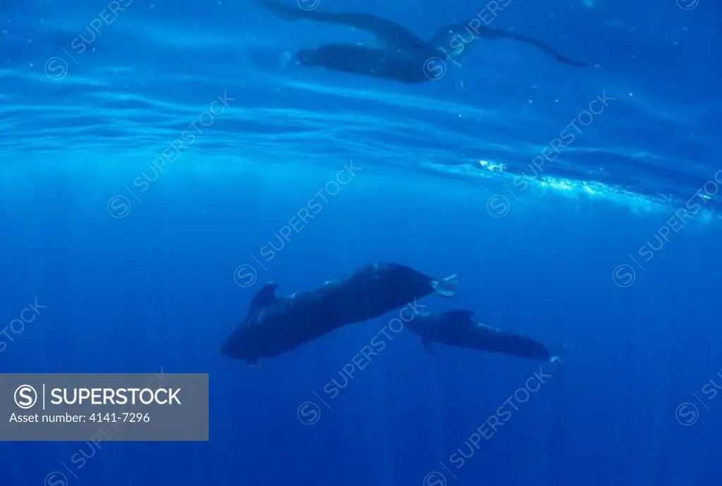 short-finned pilot whale globicephala macrothynchus adult and calf.. la paz, baja california, mexico. status lr.