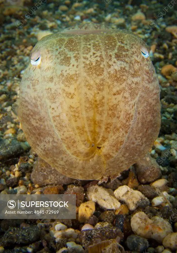broadclub cuttlefish: Sepia latimanus, head on view, Gorontalo, Indonesia