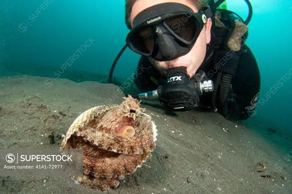 A Coconut Octopus (Amphioctopus marginatus), a species that gathers coconut and mollusc shells for shelter, Lembeh Strait, Sulawesi, Indonesia