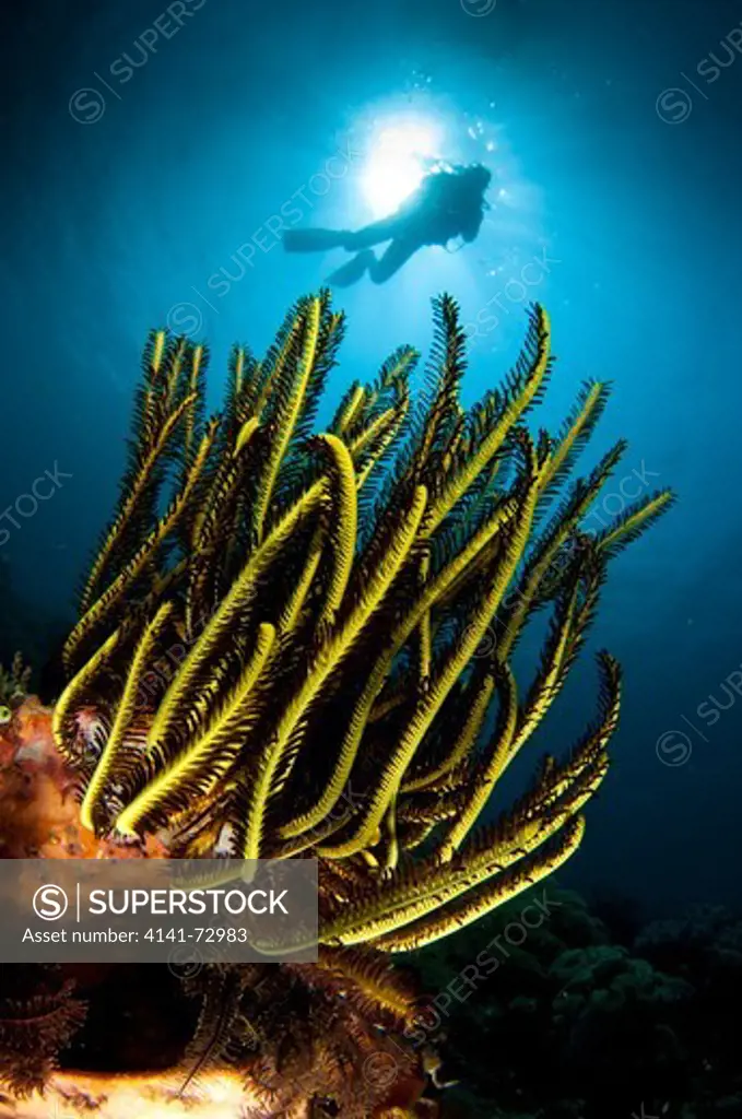A black an yellow Crinoid, with diver and sunburst in the background, Lembeh Strait