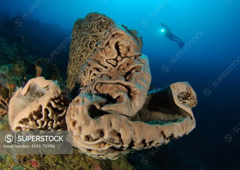 A diver looks on at the Salvador Dali sponge (Petrosia lignosa) which only grws with this intricate swirling surface pattern in Gorontalo waters, Sulawesi, Indonesia. These spomges grow to up to 3 metres in length.