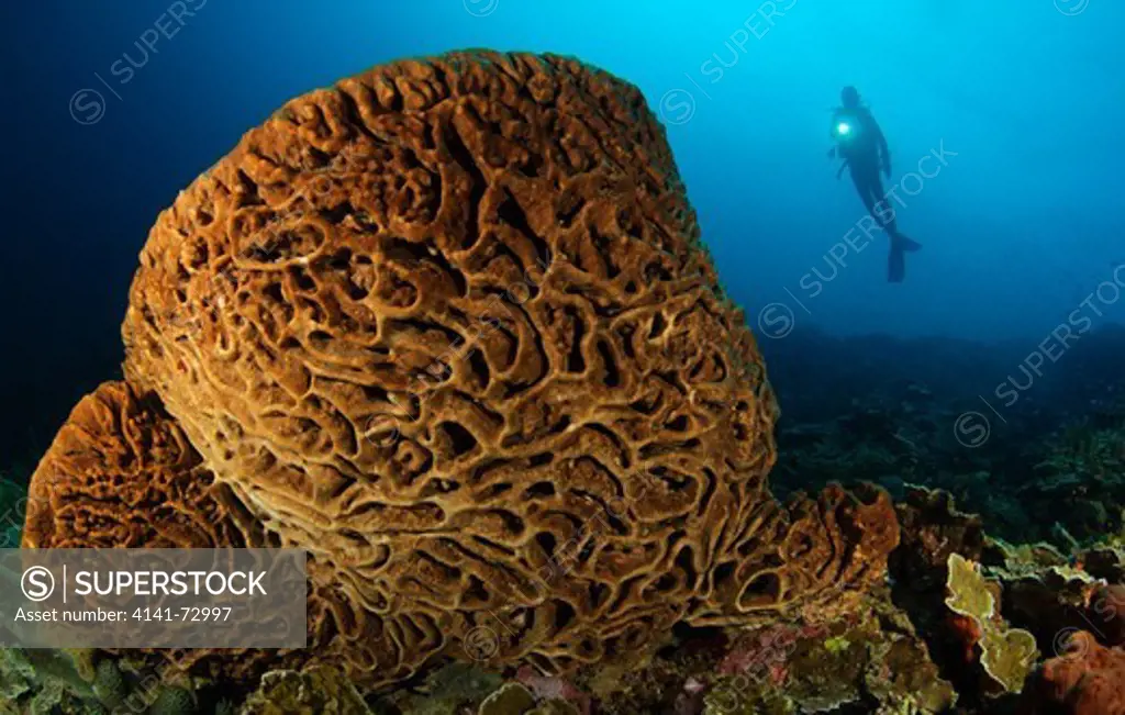 A diver looks on at the Salvador Dali sponge (Petrosia lignosa) which only grws with this intricate swirling surface pattern in Gorontalo waters, Sulawesi, Indonesia. These spomges grow to up to 3 metres in length.