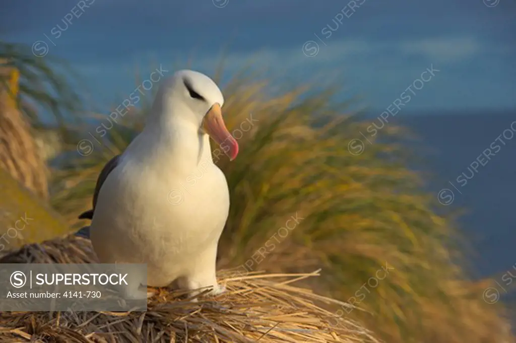 black-browed albatross diomedea melanophris on nest falkland islands