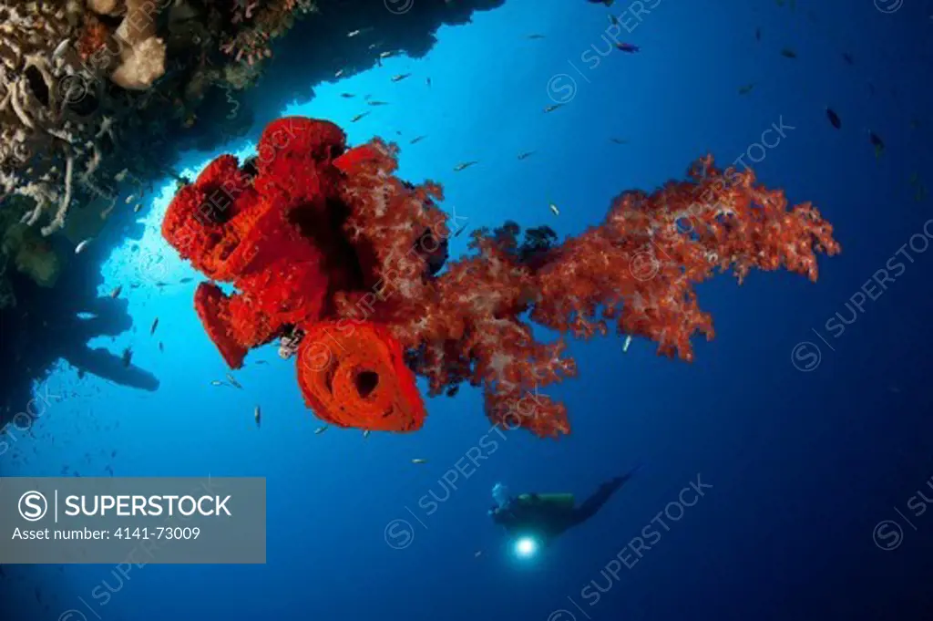 Diver looks on at a bright red soft coral Dendronephthya sp. and sponge hanging from the roof of a cave, Gorontalo, Sulawesi, Indonesia