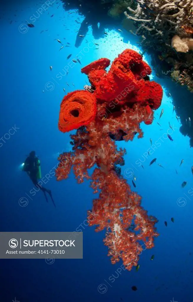 Diver looks on at a bright red soft coral Dendronephthya sp. and sponge hanging from the roof of a cave, Gorontalo, Sulawesi, Indonesia