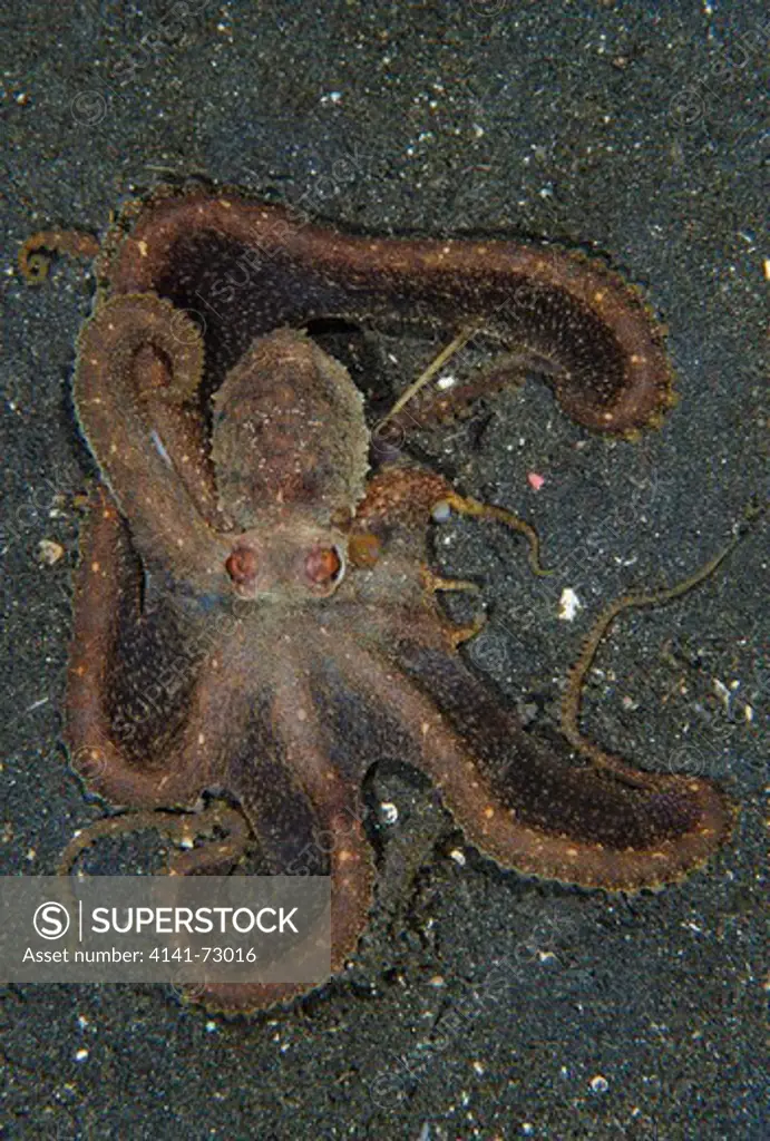 The day octopus (Octopus cyanea) on volcanic sand, Lembeh Strait, Indonesia