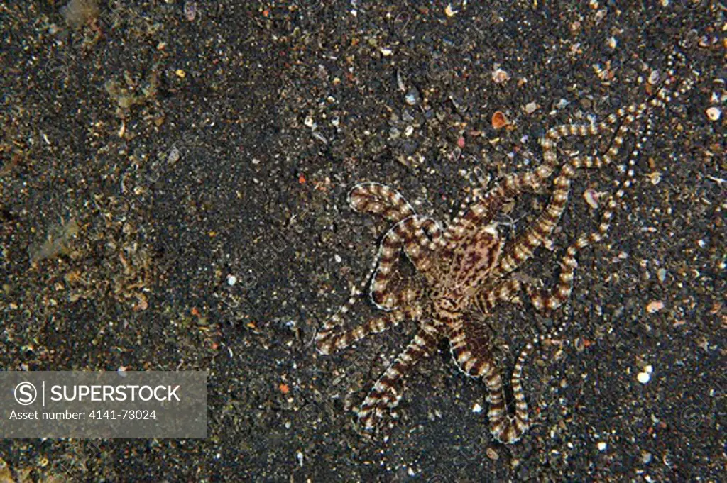 Mimic octopus (Thaumoctopus mimicus), view from above showing camouflage abilities and identifying white traiangle on posterior mantle, Lembeh Strait, Indonesia