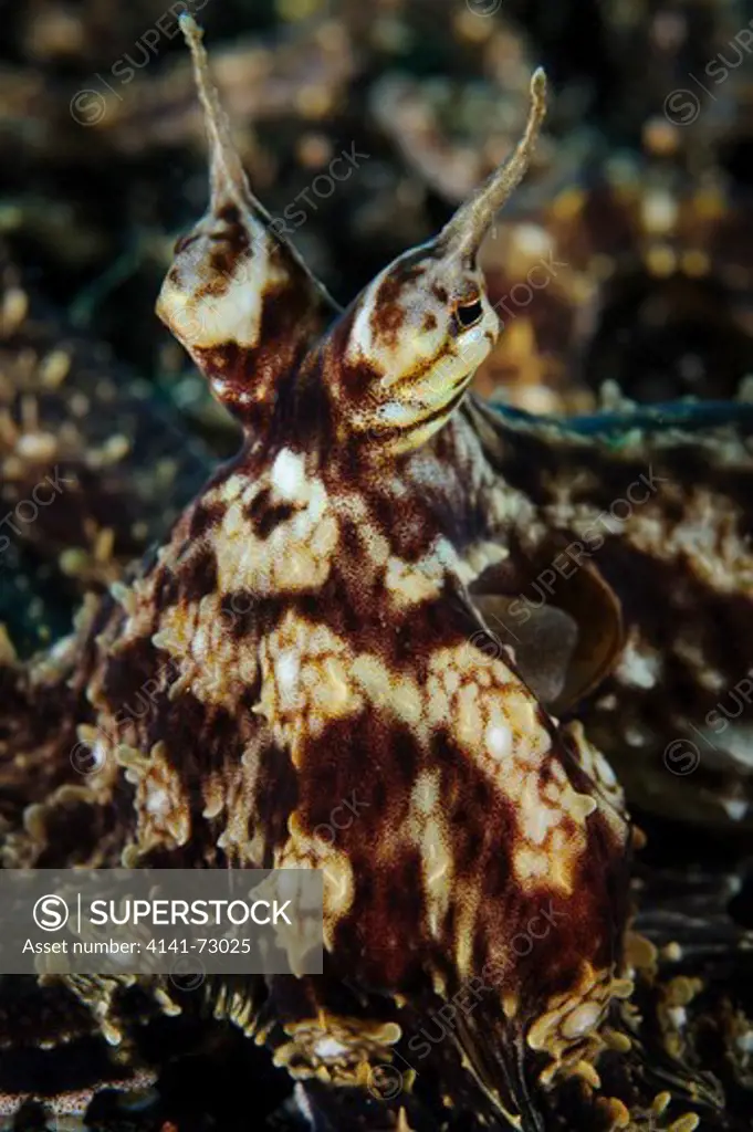 Mimic octopus (Thaumoctopus mimicus), facial view, Lembeh Strait, Indonesia
