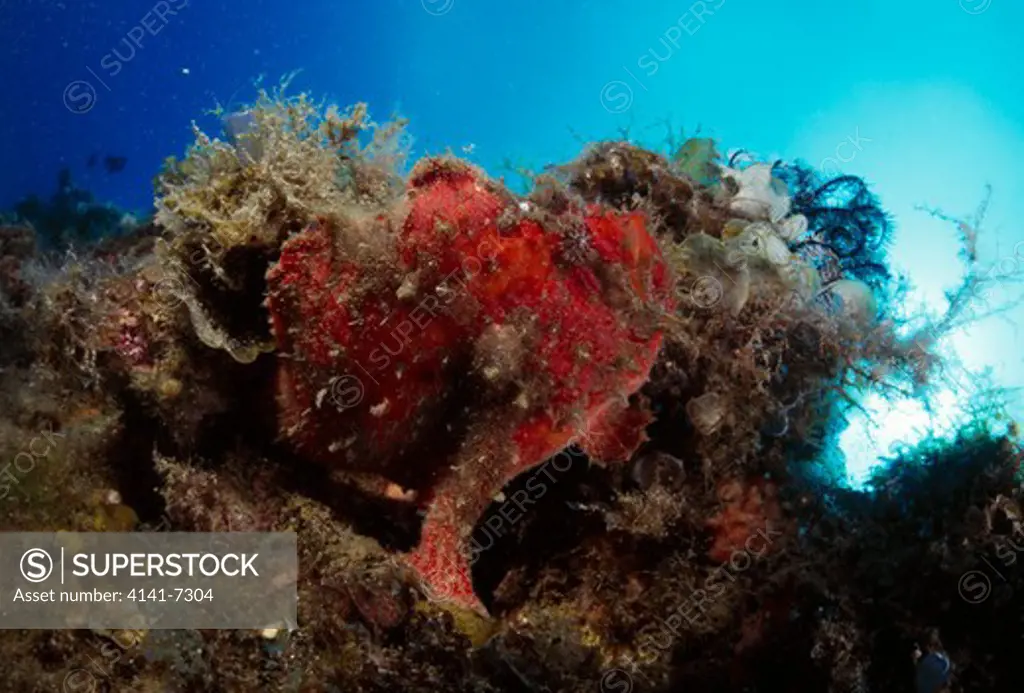 scarlet frogfish antennarius coccineus camouflaged at a depth of 14m. ogasawara island, tokyo, japan. 
