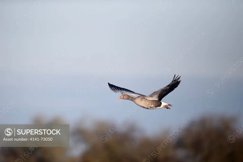 Greylag goose, Anser anser, single bird in flight, Slimbridge, Gloucestershire, December 2012