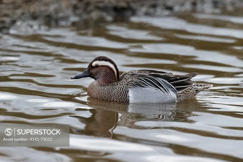 Garganey, Anas querquedula, single male on water, captive, March 2013