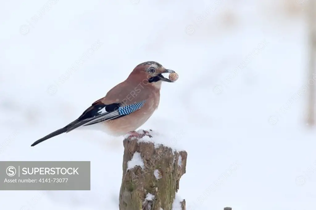 Jay, Garrulus glandarius, Single bird on post in snow with acorn, Warwickshire, January 2013