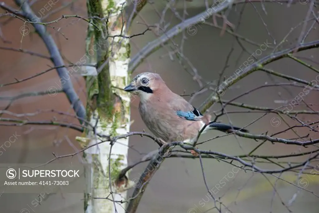 Jay, Garrulus glandarius, Single bird on branch, Warwickshire, January 2013