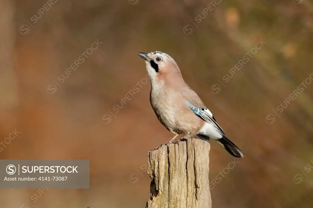 Jay, Garrulus glandarius, Single bird on fence post, Warwickshire, January 2013