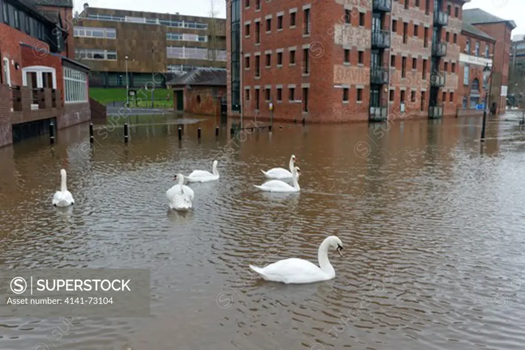 Mute swan, Cygnus olor, group of bird in streets of Worcester flooded by River Seven, Worcestershire, December 2012