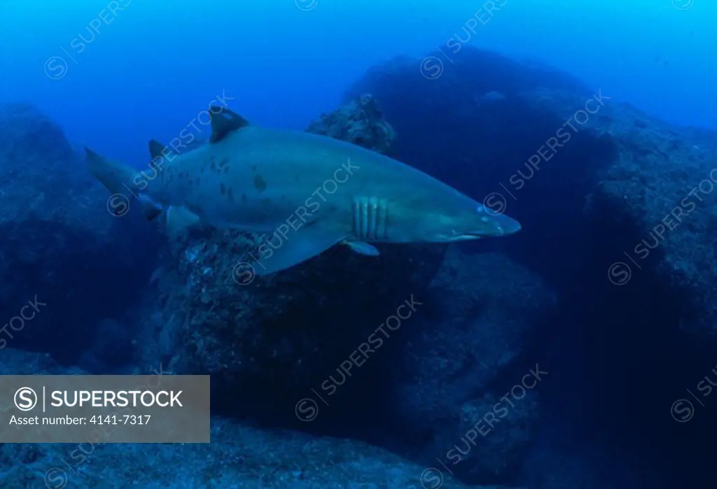 sand tiger shark eugomphodus taurus ogasawara islands, tokyo, japan.