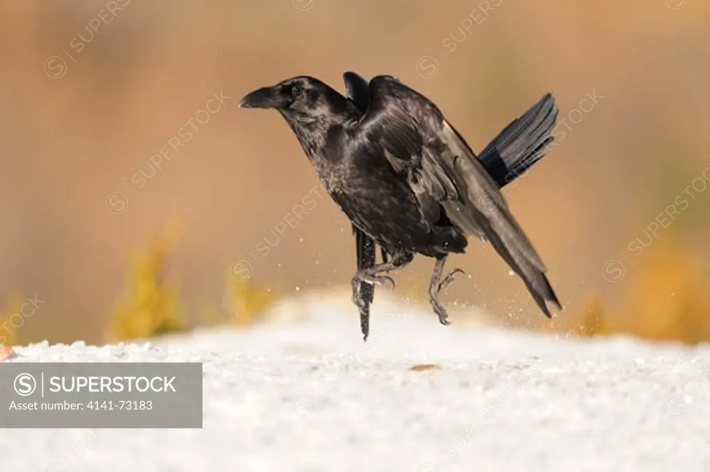 RAVEN (Corvus corax) walking jumping on snow. Pyrenees, Spain