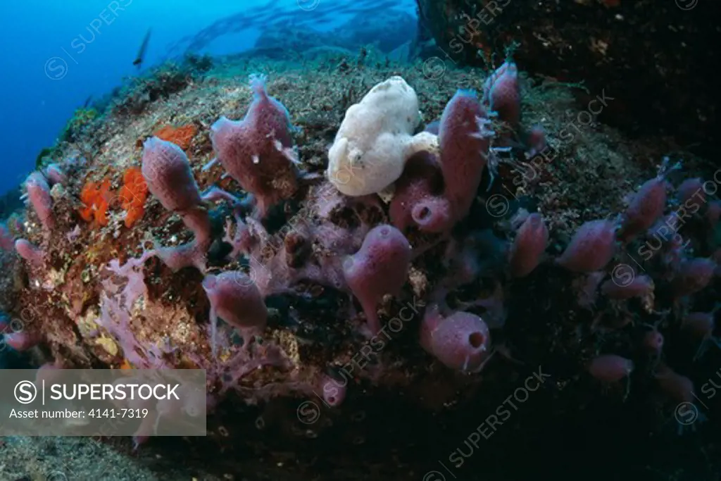 striated frogfish antennarius striatus 5.5cms young on reef at a depth of 27m. osezaki, shizuoka, japan.