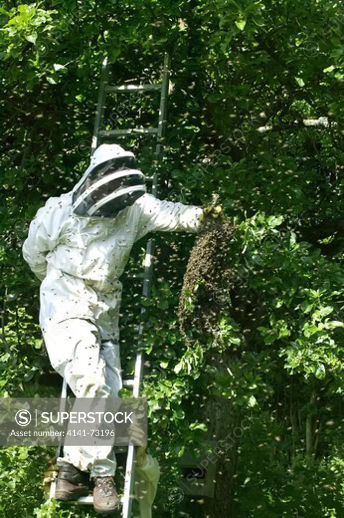 Beekeeper taking a Wild Swarm and transfering it to a Hive, Normandy