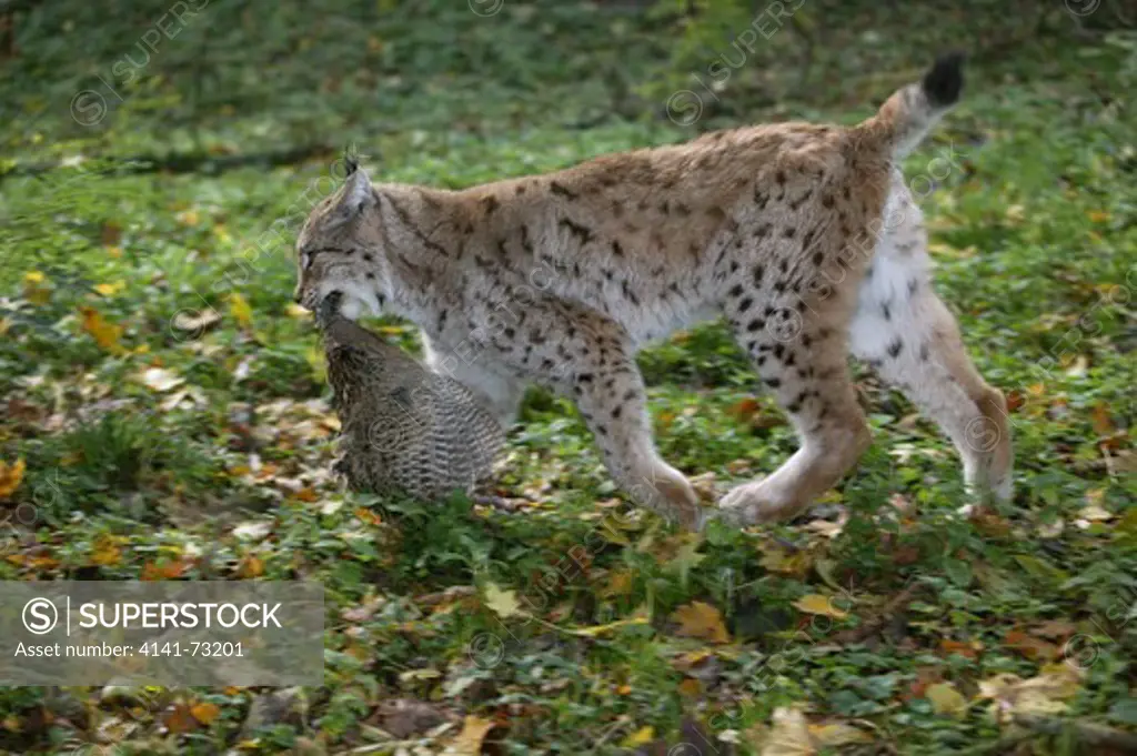 European Lynx, felis lynx with a Kill, a Pheasant