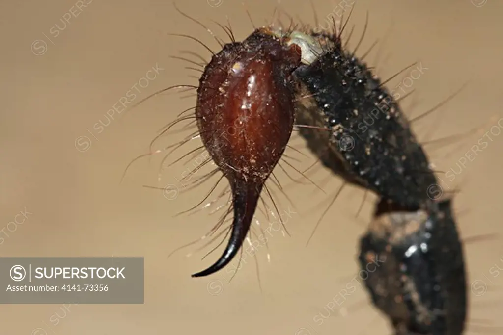 Giant Forest Scorpion, Heterometrus sp., sting, Family SCORPIONIDAE.