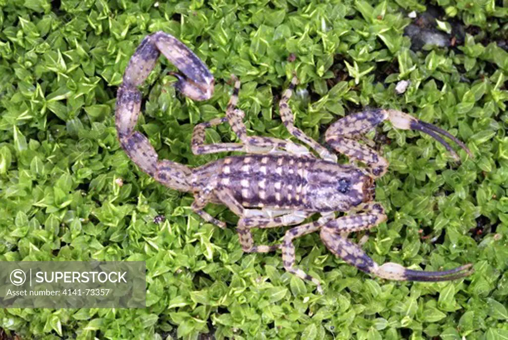 Lesser brown scorpion, Isometrus maculatus. Family BUTHIDAE India