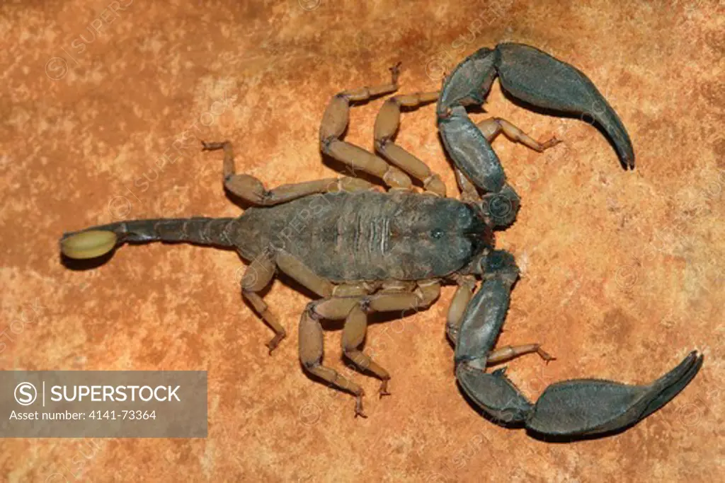 Scorpion, Mesobuthus sp., Family BUTHIDAE. Maharashtra, INDIA