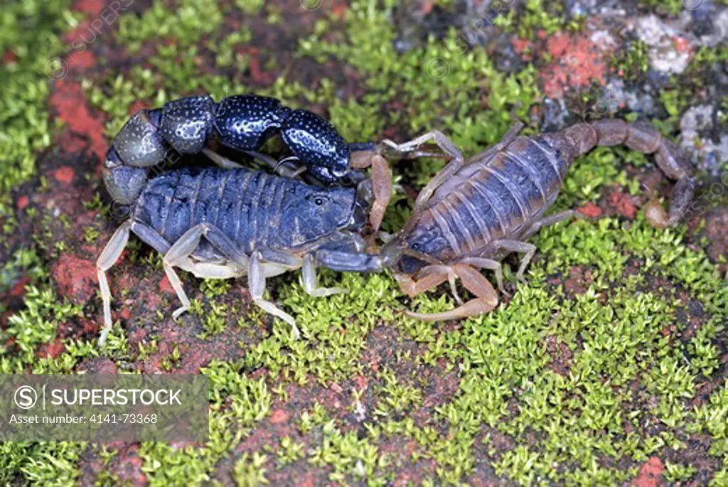 Scorpion cannibalism, here Orthochirus bicolor eating a Hottentotta tamulus, Bopden Ghat, Pune, Maharasthra, INDIA
