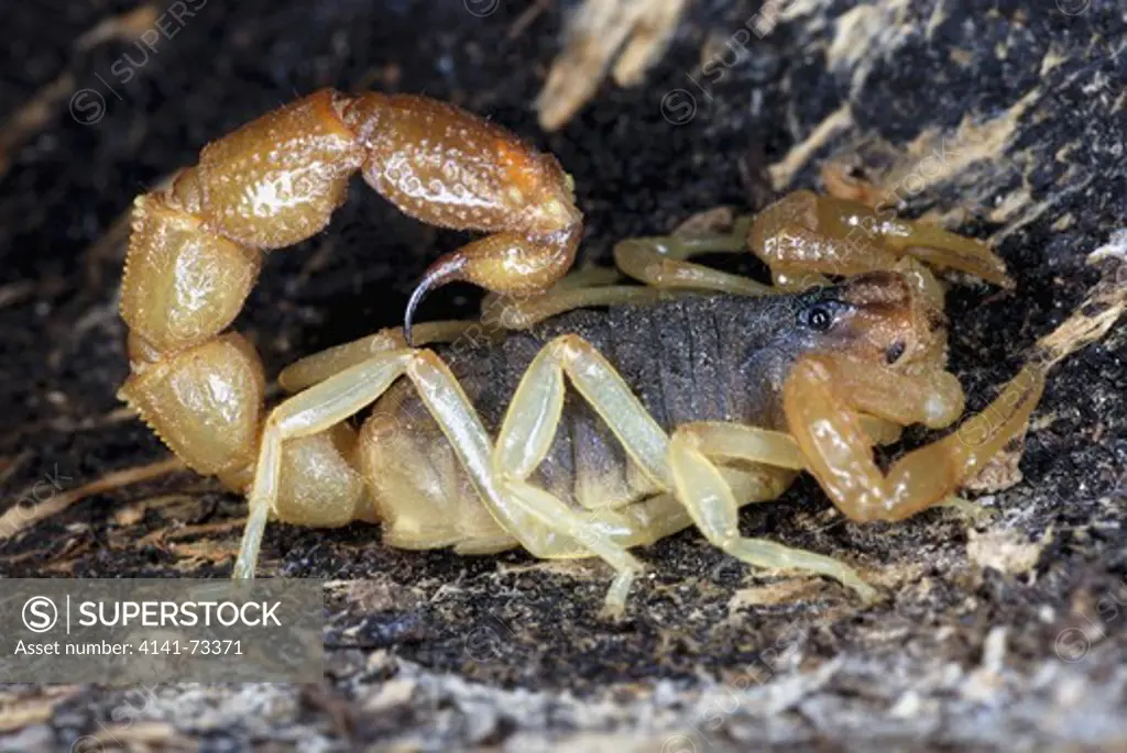 Scorpion, Orthochirus flavescens. Family BUTHIDAE  Small sized scorpions found in leave litter in the dry forest.  Ranthambhore, Rajasthan, INDIA