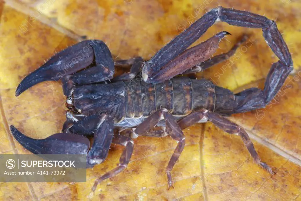 Scorpion, Chaerilus pictus, Family: CHAERILIDAE  Male. An extremely RARE species of scorpion. Restricted to the trans-himalayan forests. Show significant sexual dimorphism which is unknown in other species of scorpions. Arunachal Pradesh. INDIA