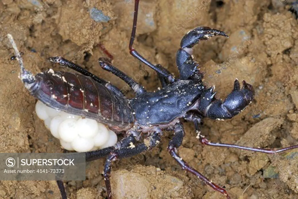 Vinegaroon, Uroproctus assamensis Family: THELYPHONIDAE  RARE order arachnids called Uropygids. Female is carrying it eggs under its stomach. Arunachal Pradesh. INDIA