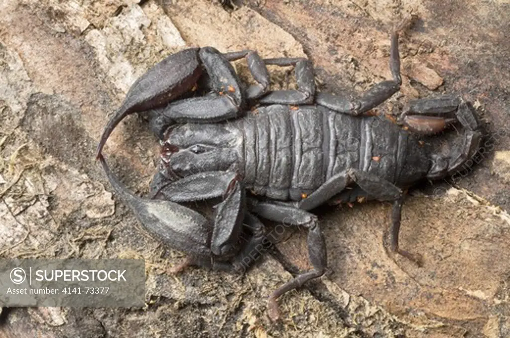 Scorpion, Euscorpiops bhutanensis Family :EUSCORPIIDAE  High elevation scorpion found in North East India
