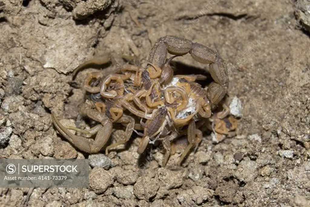 Indian red scorpion, Hottentotta tamulus, Family BUTHIDAE.  commonly found in and around human habitation. Female with young ones. Scorpions and their relatives are well known for their parental care as they use to carry the young ones after hatching out fro