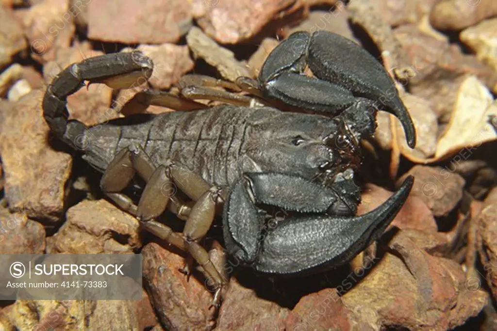 Matheran Flat Scorpion, Neoscorpiops tenuicauda, Family :EUSCORPIONIDAE. Matheran, Maharshtra, INDIA