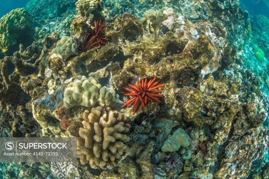 Slate Pencil Urchin (Heterocentrotus mammillatus) with various species of coral in the Kapoho Tide Pools (WaiÕopae Tidepools Marine Life Conservation District), south of Hilo, Hawaii, USA