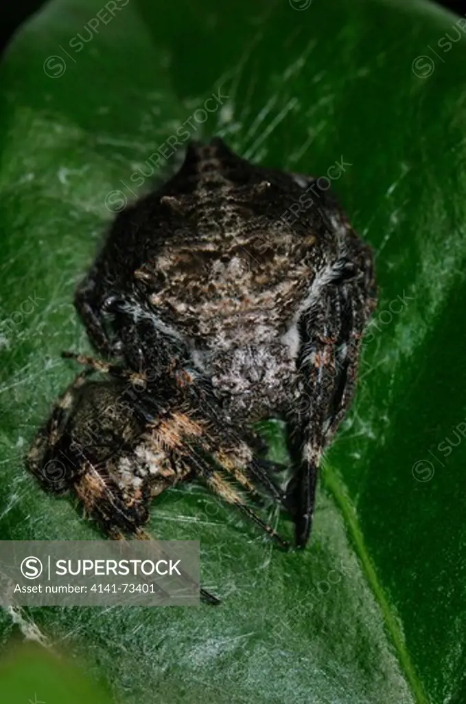 Bark Spider Caerostris sp., pair with large female and smaller male, Ranomafana National Park, Madagascar