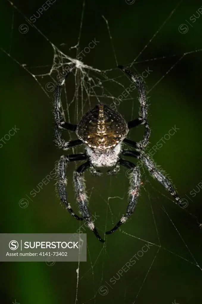 Bark Spider Caerostris sp., Ranomafana National Park, Madagascar