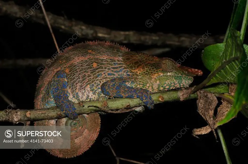Blue-legged Chameleon Calumma crypticum, asleep on branch, Ranomafana National Park, Madagascar