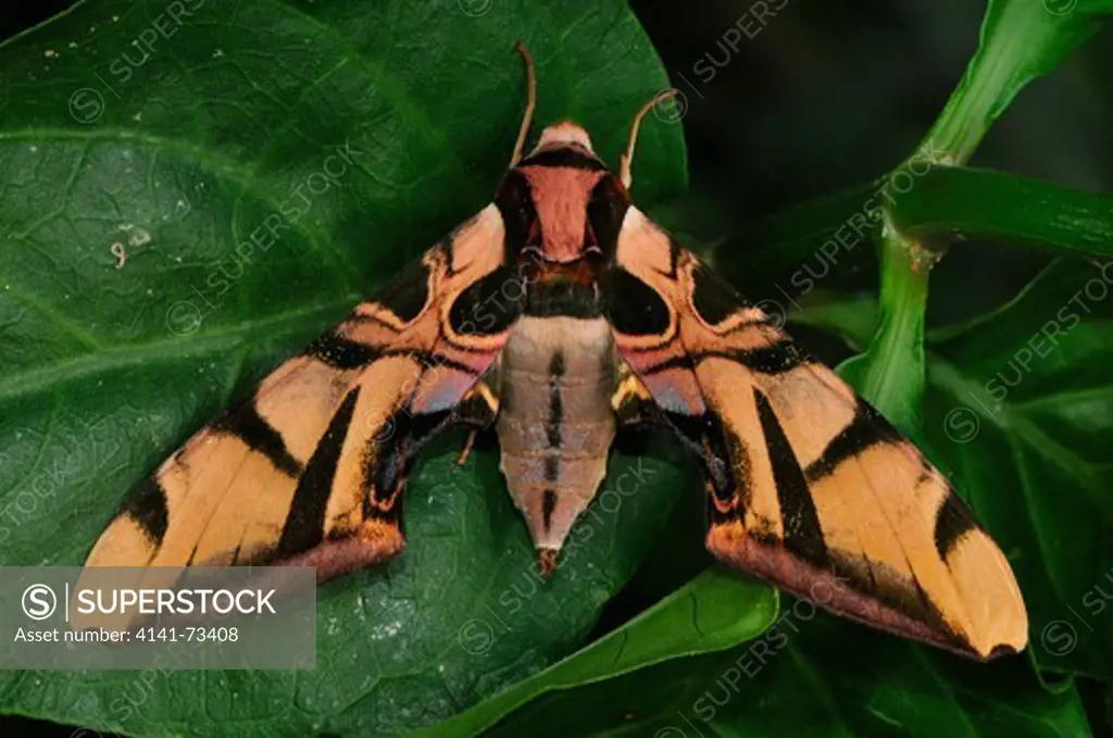 Coquerel's Sphynx Moth Batocnema coquerelii (Sphingidae), Ranomafana NP, Madagascar