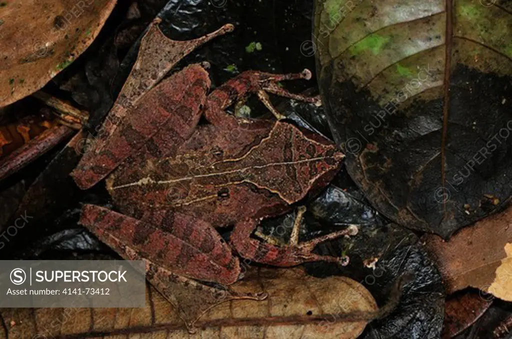 Cryptic ground Mantella frog Gephyromantis sculpturatus, Ranomafana National Park, Madagascar