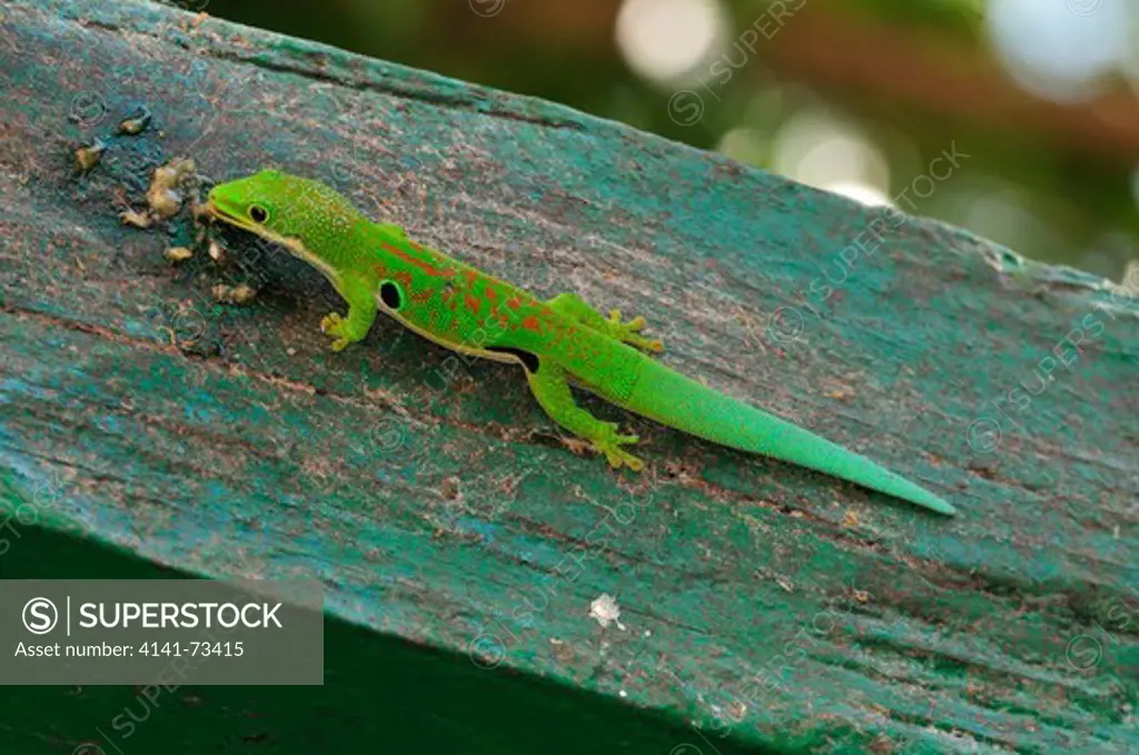 Four-spotted Day Gecko Phelsuma quadriocellata, Ranomafana National Park, Madagascar