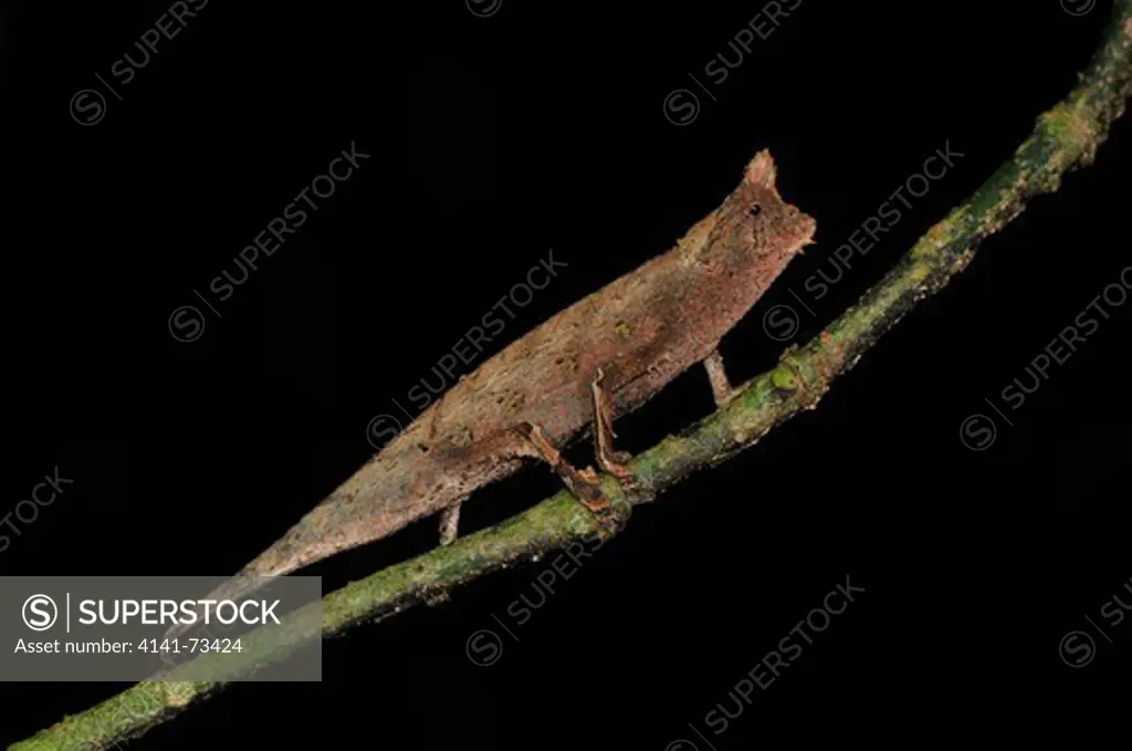 Leaf or Dwarf Chameleon Brookesia superciliaris, Ranomafana National Park, Madagascar