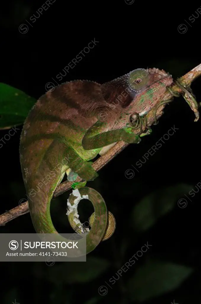 O'Shaughnessy's Chameleon Calumma oshaughnessyi, female, Ranomafana National Park, Madagascar