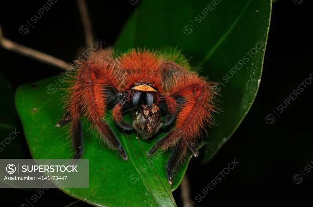 Red Giant Spider Megaloremmius leo, family Sparassidae, preying on cricket, Ranomafana National Park, Madagascar