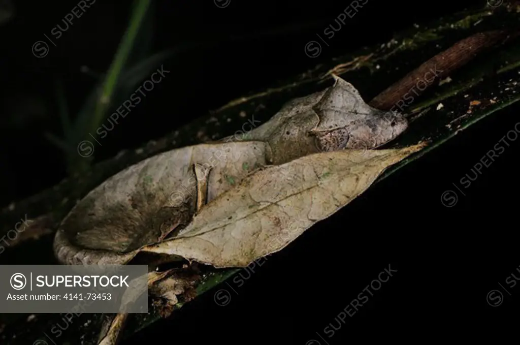 Satanic Leaf-Tailed Gecko Uroplatus phantasticus, adult female, day resting camouflage, Ranomafana NP, Madagascar