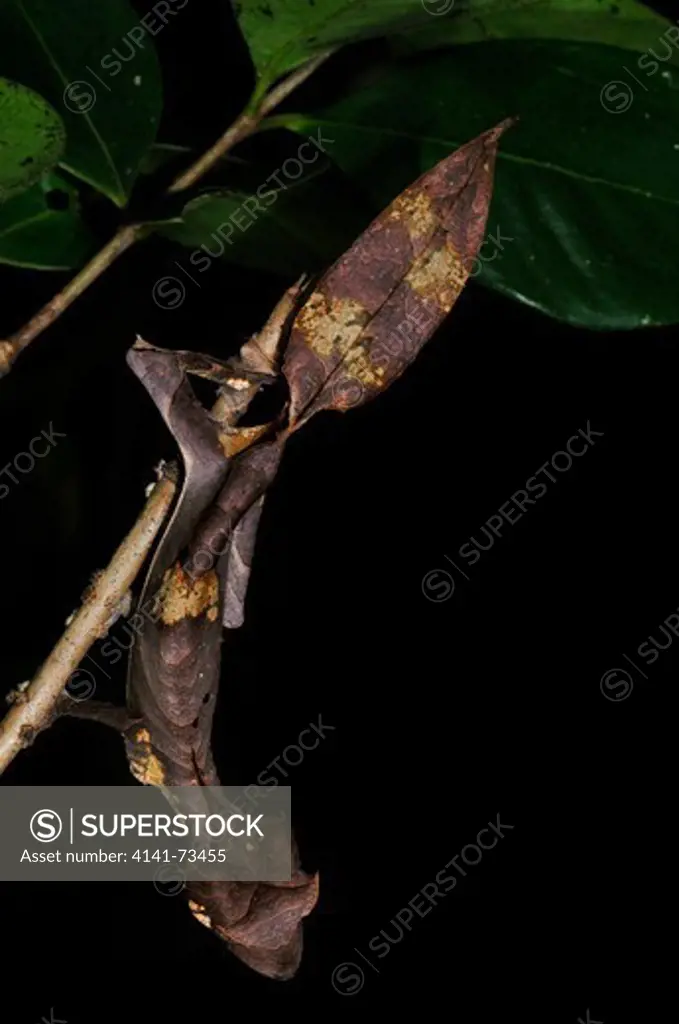 Satanic Leaf-Tailed Gecko Uroplatus phantasticus, adult female, Ranomafana NP, Madagascar