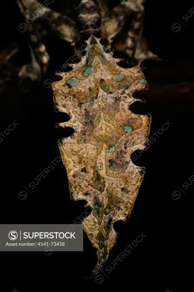 Satanic Leaf-Tailed Gecko Uroplatus phantasticus, adult male lobed tail detail, Ranomafana NP, Madagascar