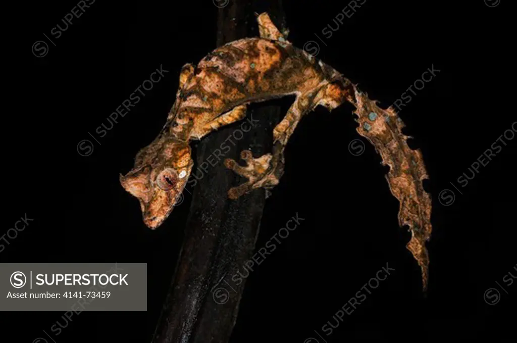 Satanic Leaf-Tailed Gecko Uroplatus phantasticus, adult male, Ranomafana NP, Madagascar