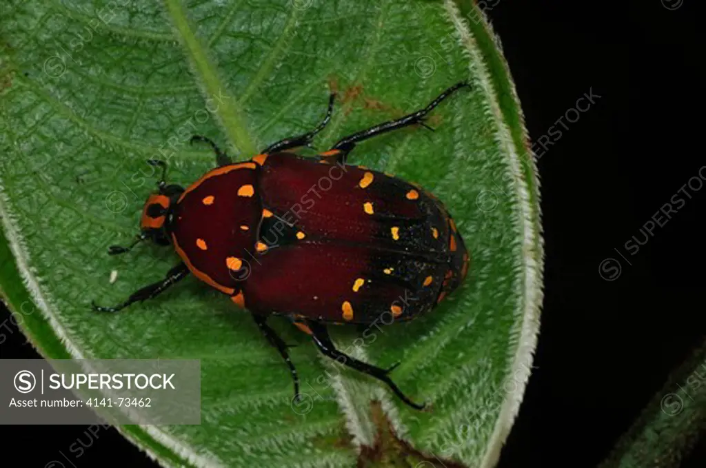 Scarab beetle Euchroea histrionica, Ranomafana National Park, Madagascar